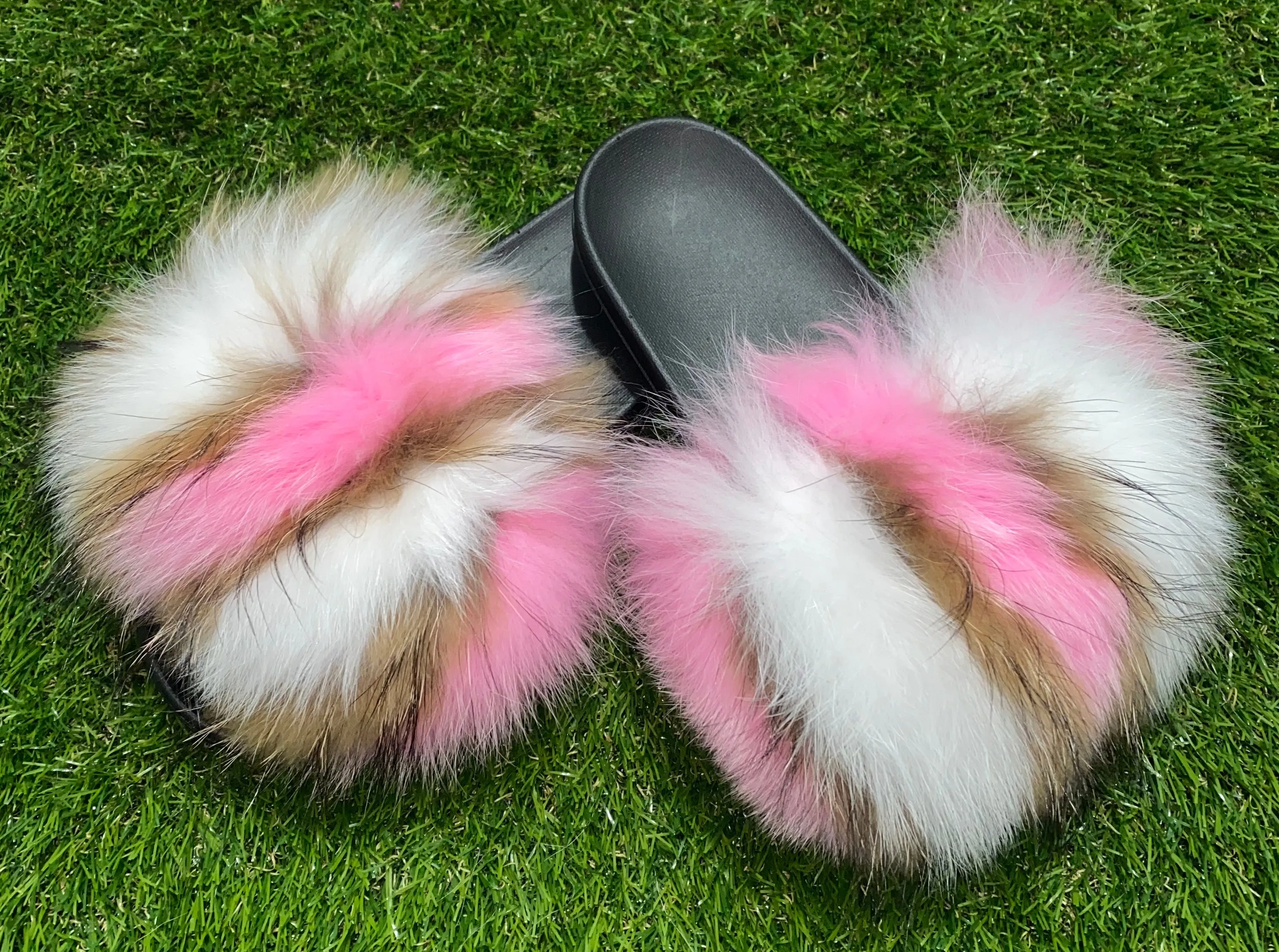 Neapolitan Pom