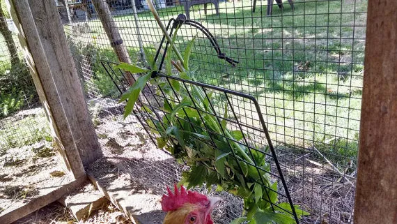 Peck-It-Clean Veggie Feeder for Chickens, 10" x 16"